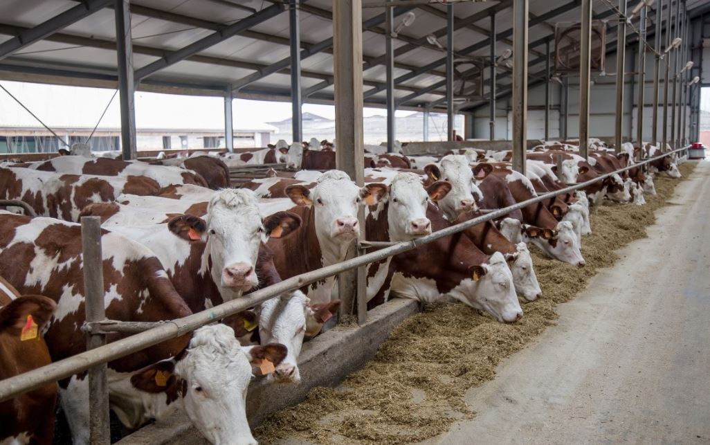 養殖場（chǎng）除（chú）臭劑